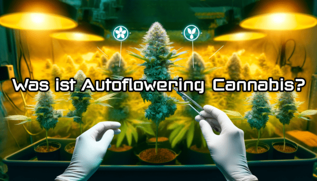 autoflowering cannabis