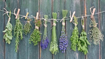 6 aromatische Pflanzen