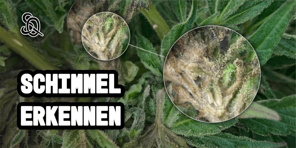 Schimmel auf Cannabis