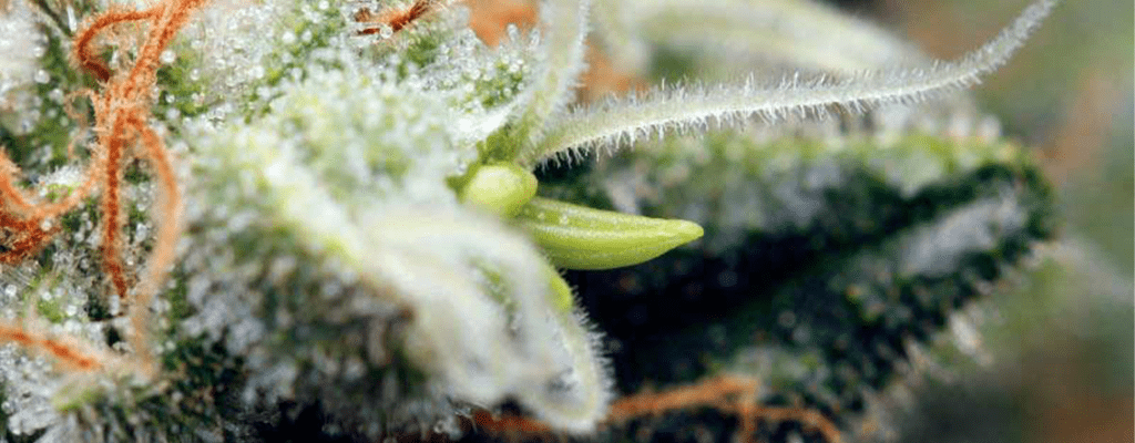 bananen in cannabis