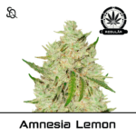 Amnesia Lemon