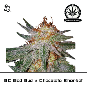 BC God Bud x Chocolate Sherbet