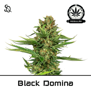 Black Domina