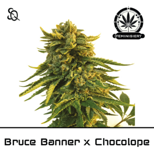 Bruce Banner x Chocolope