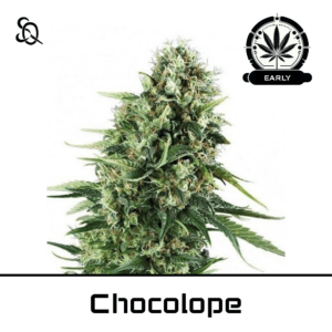 Chocolope Early Version
