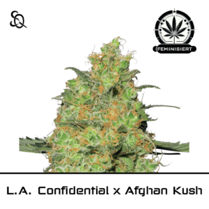L.A. Confidential x Afghan Kush