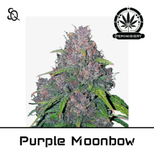 Purple Moonbow