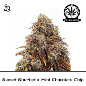 Sunset Sherbet x Mint Chocolate Chip