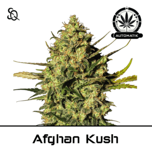 Automatik Afghan Kush