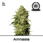 Automatik Amnesia