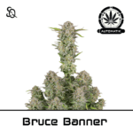 automatik bruce banner