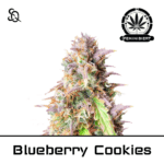 blueberry cookies