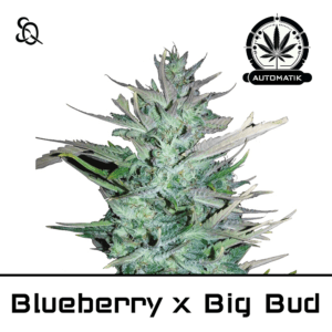 Automatik Blueberry x Big Bud