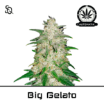 Automatik Big Gelato