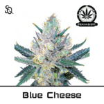 Blue Cheese