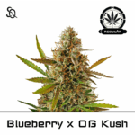 Blueberry x OG Kush