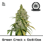 green crack x do si dos