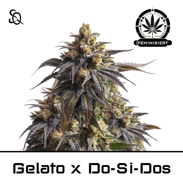 Gelato x Do Si Dos