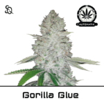 Automatik Gorilla Glue