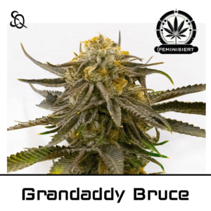Grandaddy Bruce