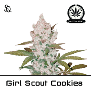 Automatik Girl Scout Cookies