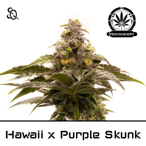 hawaii x purple skunk