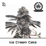 ice cream cake