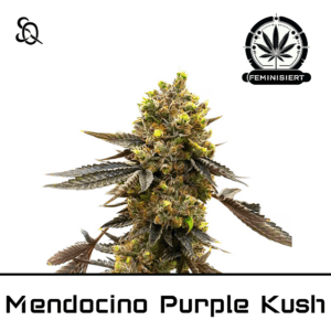 Mendocino Purple Kush