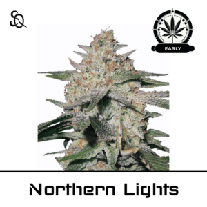 Northern Lights Early Version