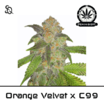 Orange Velvet x C99