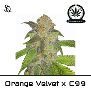 Orange Velvet x C99