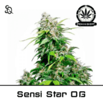 Sensi Star OG