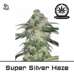 Super Silver Haze