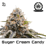 Sugar Cream Candy