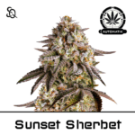 Automatik Sunset Sherbet