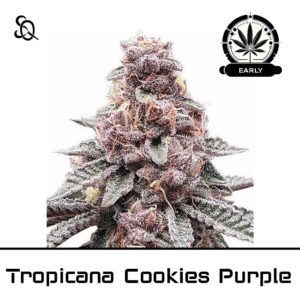 Tropicanna Cookies Purple