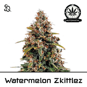 Automatik Watermelon Zkittlez