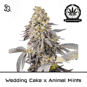 wedding cake x animal mints