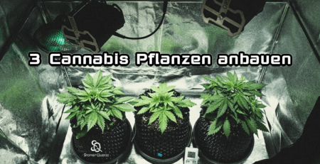 Cannabis Pflanzen anbauen