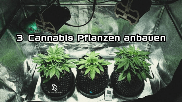 Cannabis Pflanzen anbauen