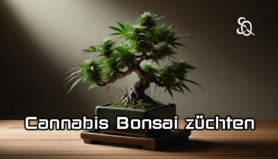 cannabis bonsai