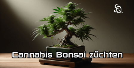 cannabis bonsai