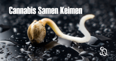 cannabis samen keimen