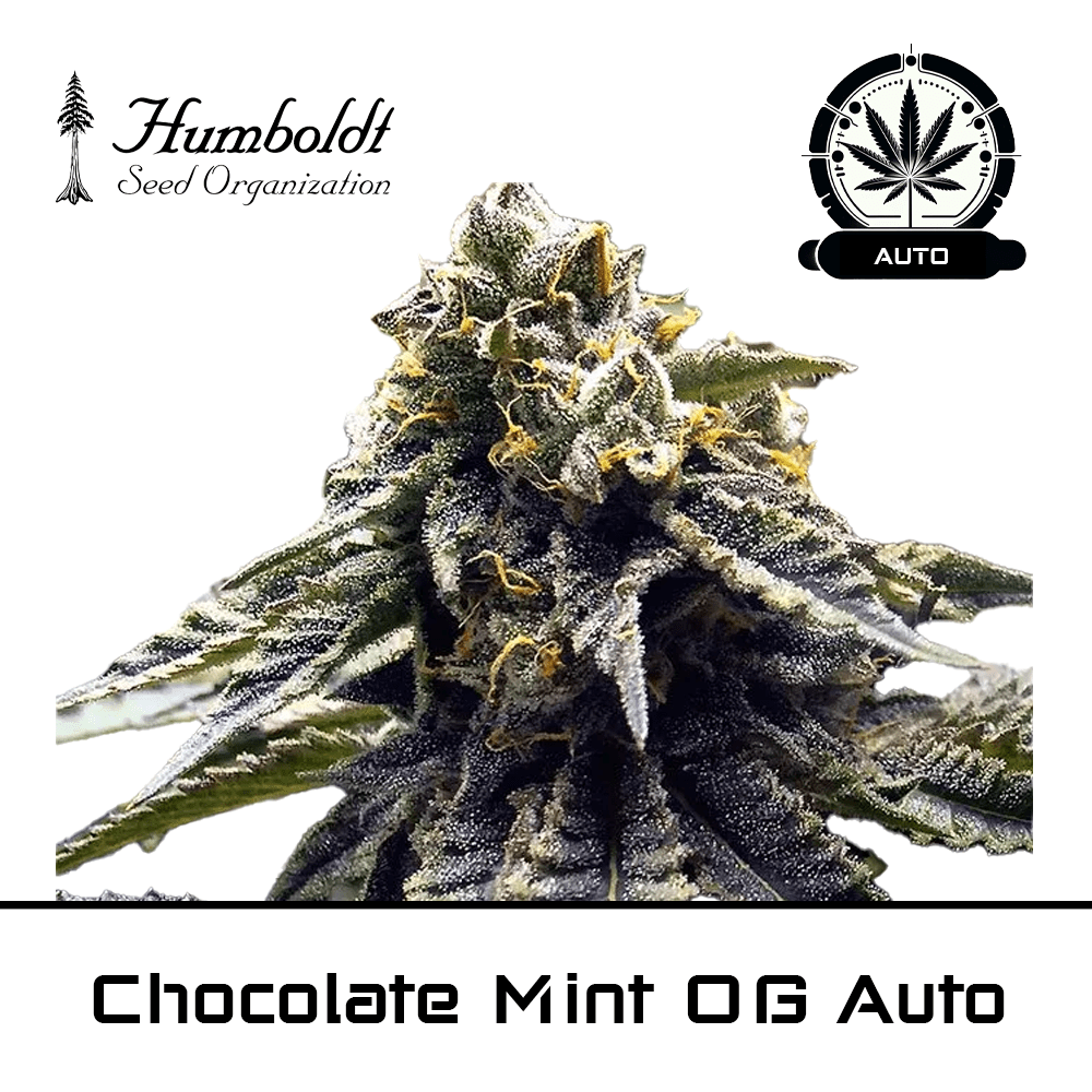 Chocolate Mint OG 2
