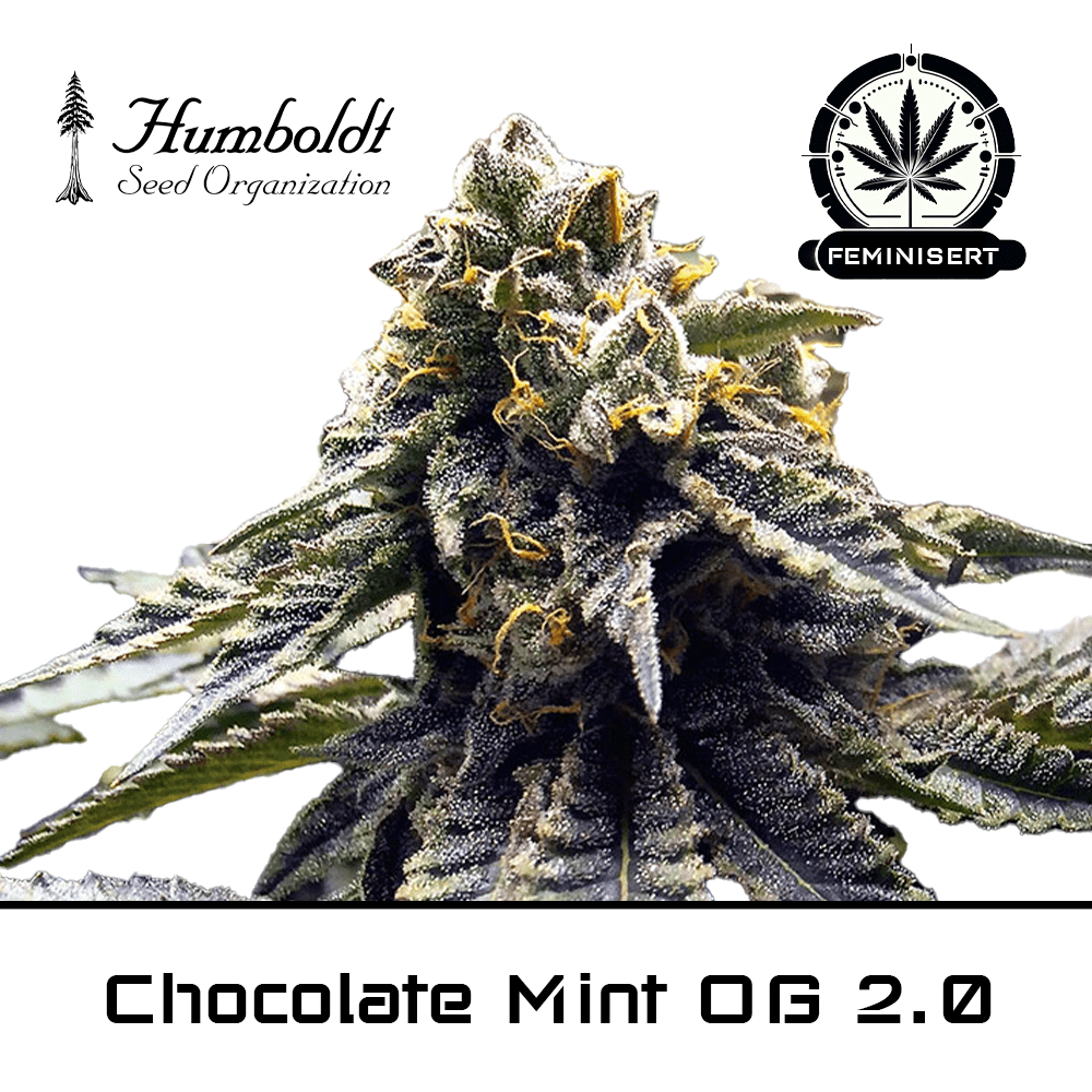 Chocolate Mint OG 2 null