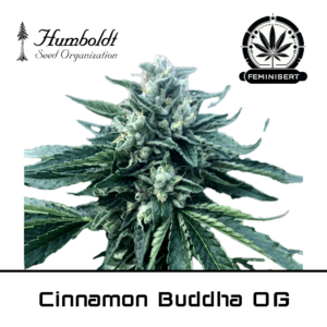 Cinnamon Buddha OG