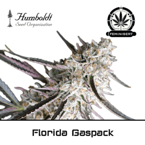Florida Gaspack