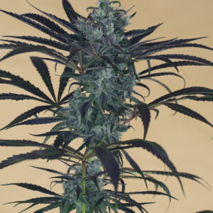 Blueberry Headband - Humboldt Seeds – Bild 3