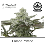 Lemon Citron