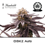 OGKZ Auto